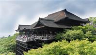 Japonské jaro pod sakurami